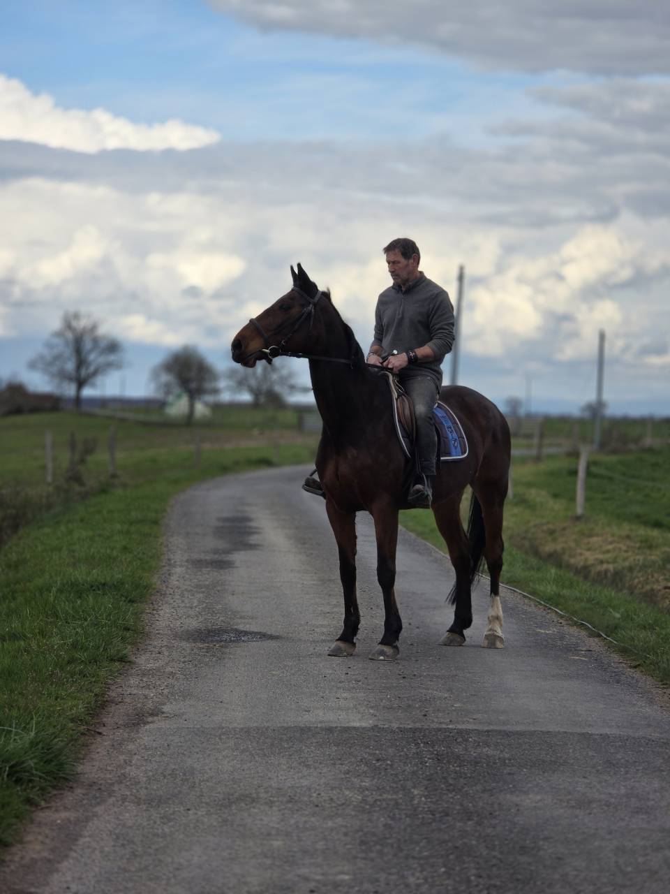 Merrie Selle Fran&ccedil;ais Te koop 2008 Donker bruin / bai