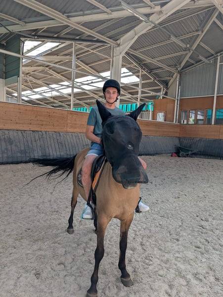 Merrie Ras onbekend Te koop 2012 Donker bruin / bai