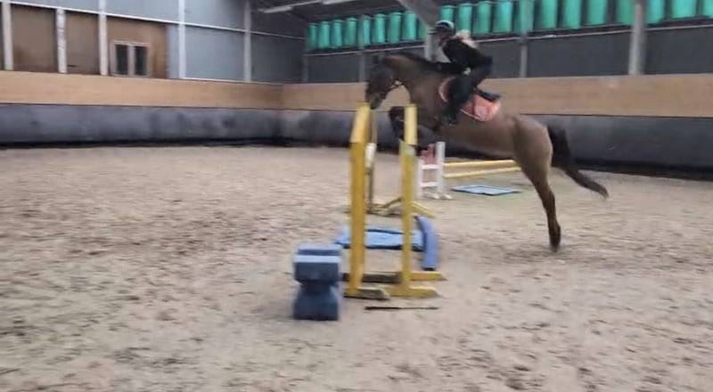 Merrie Ras onbekend Te koop 2012 Donker bruin / bai