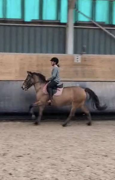 Merrie Ras onbekend Te koop 2012 Donker bruin / bai