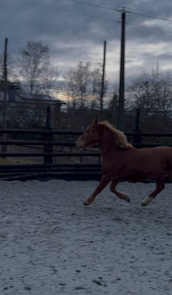 Merrie Ras onbekend Te koop 2019 Vos