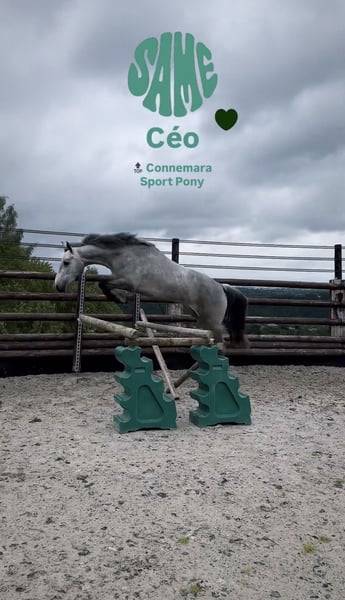 Ruin Connemara Te koop 2022 Schimmel ,  Killaloe Buachaill Mor