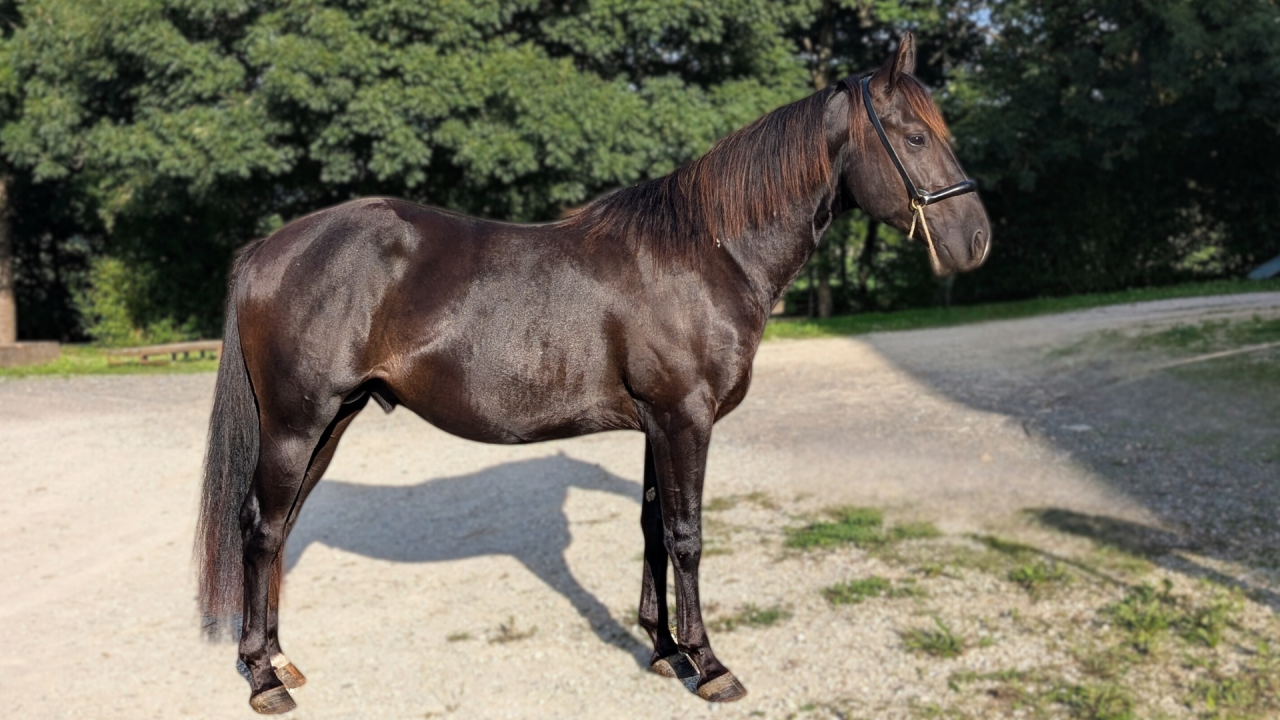 Hengst Quarter Horse Te koop 2023 Zwart