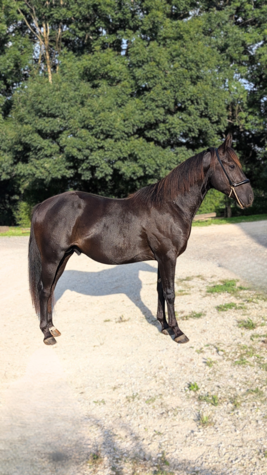 Hengst Quarter Horse Te koop 2023 Zwart
