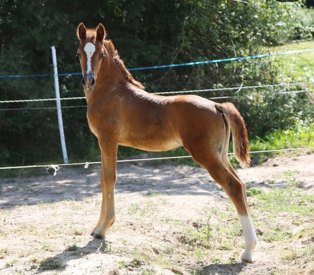 Veulen (vr) Welsh Partbred Te koop 2025 Schimmel ,  Lonesome k dragwyddol
