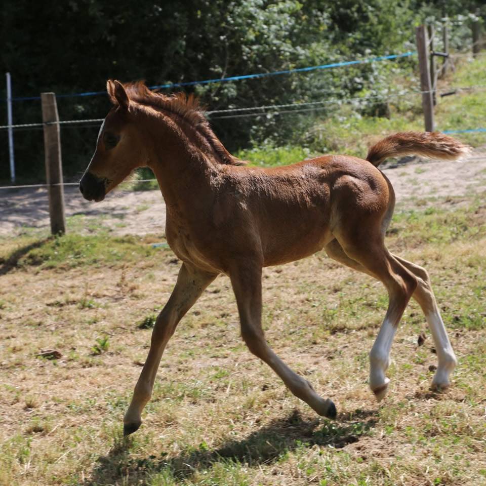 Veulen (vr) Welsh Partbred Te koop 2025 Schimmel ,  Lonesome k dragwyddol