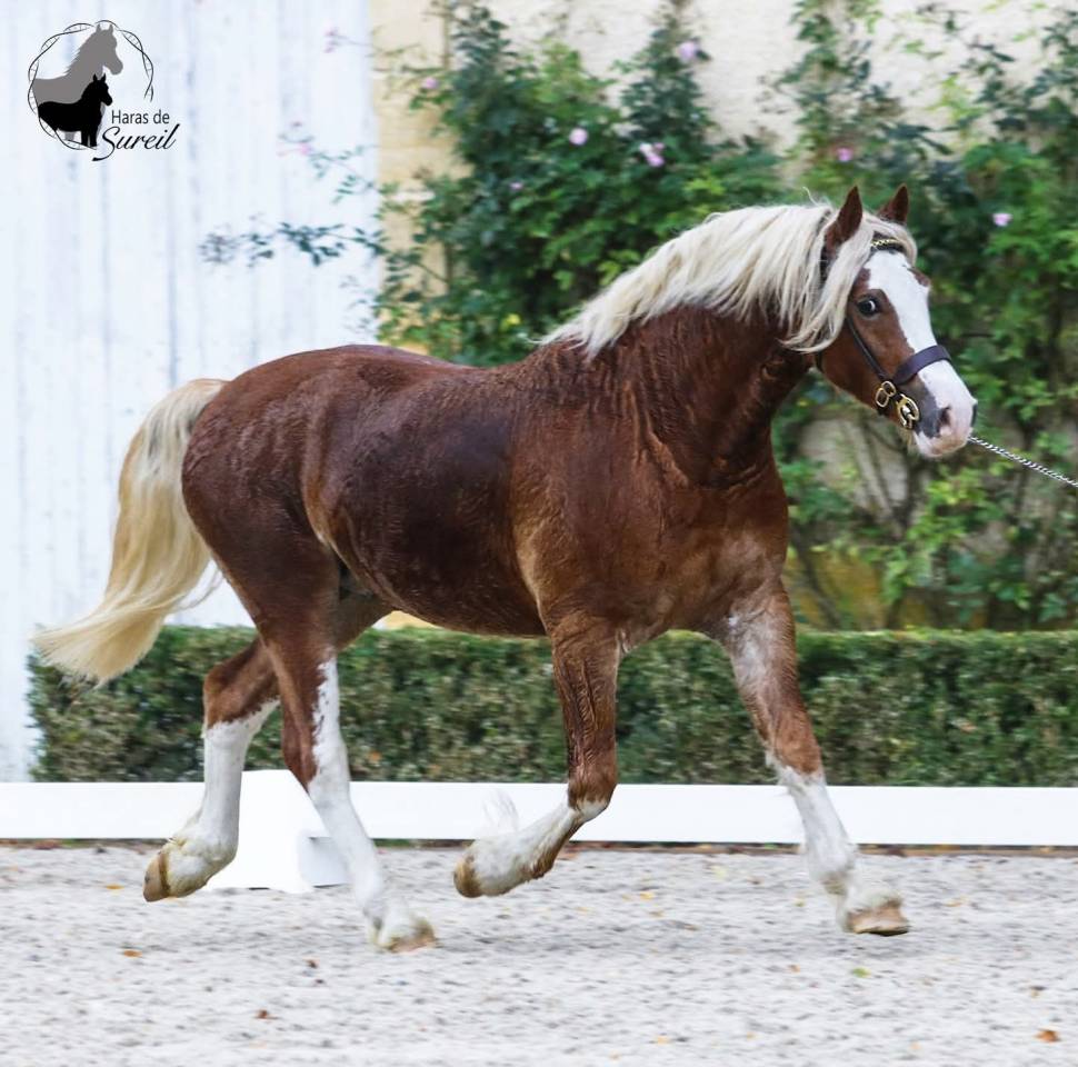 Veulen (vr) Welsh Partbred Te koop 2025 Schimmel ,  Lonesome k dragwyddol