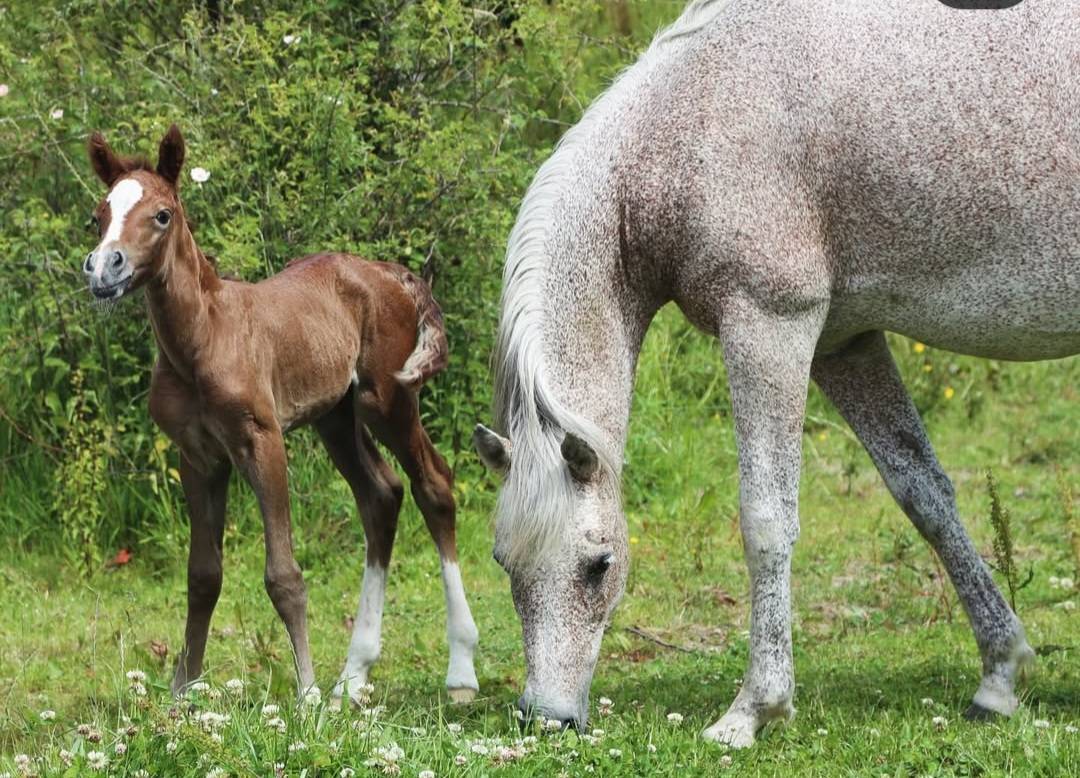 Veulen (vr) Welsh Partbred Te koop 2025 Schimmel ,  Lonesome k dragwyddol