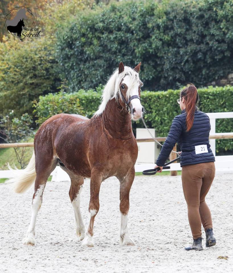 Veulen (vr) Welsh Partbred Te koop 2025 Schimmel ,  Lonesome k dragwyddol