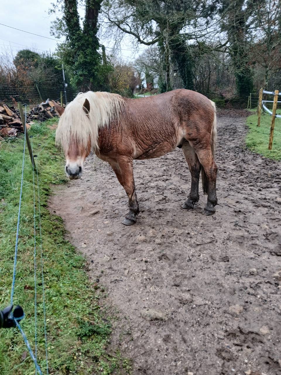 Dekhengst Haflinger Te koop 2022 Vos