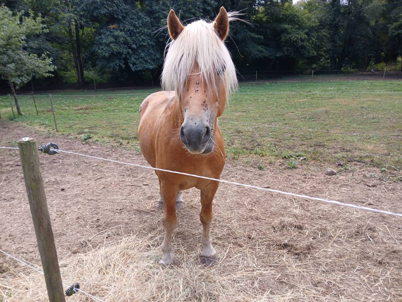 Dekhengst Haflinger Te koop 2022 Vos