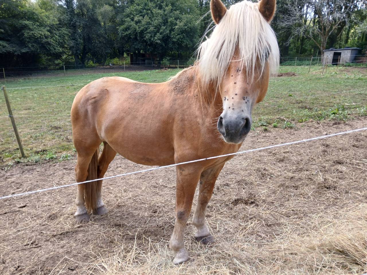Dekhengst Haflinger Te koop 2022 Vos