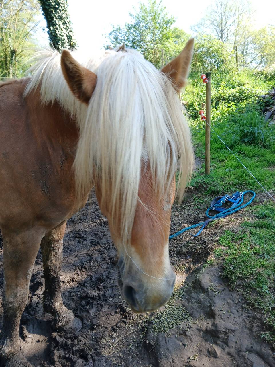 Dekhengst Haflinger Te koop 2022 Vos