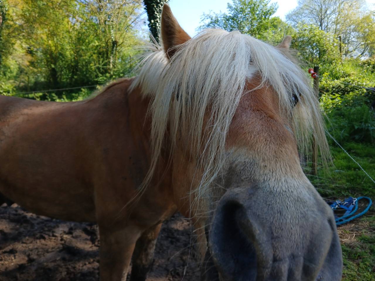 Dekhengst Haflinger Te koop 2022 Vos