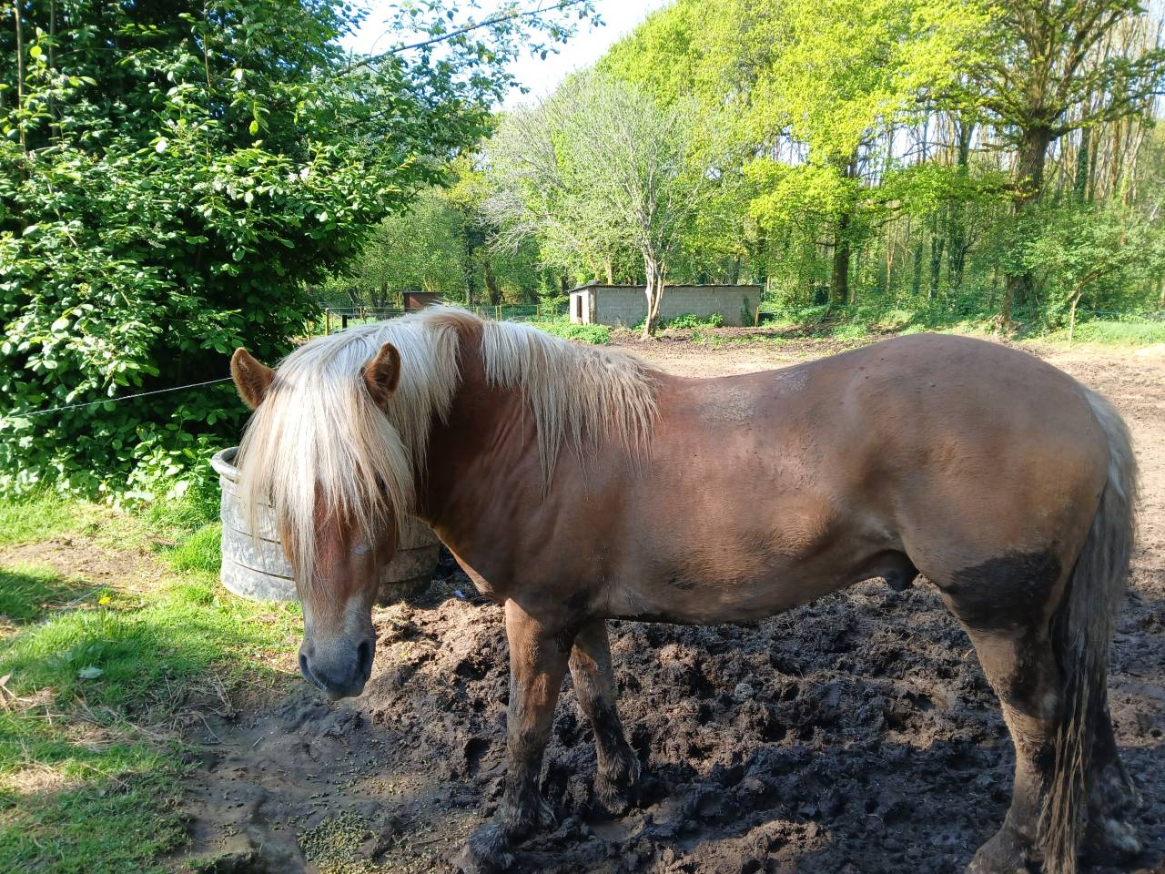 Dekhengst Haflinger Te koop 2022 Vos