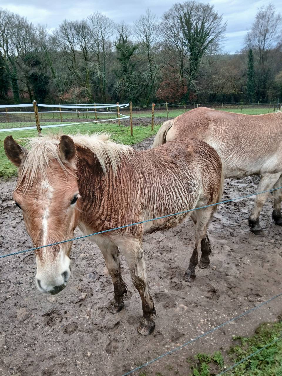 Veulen (ml) Haflinger Te koop 2025 Vos