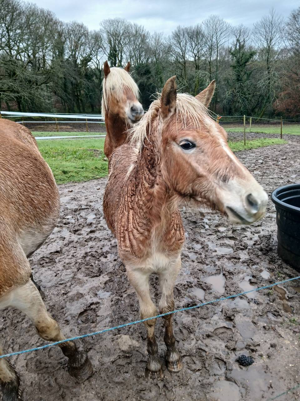 Veulen (ml) Haflinger Te koop 2025 Vos