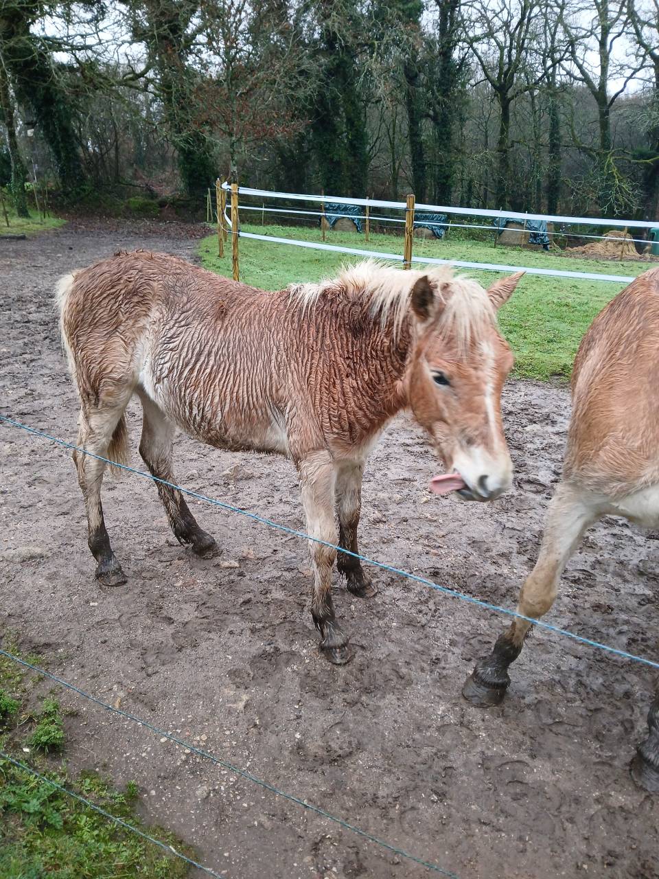Veulen (ml) Haflinger Te koop 2025 Vos