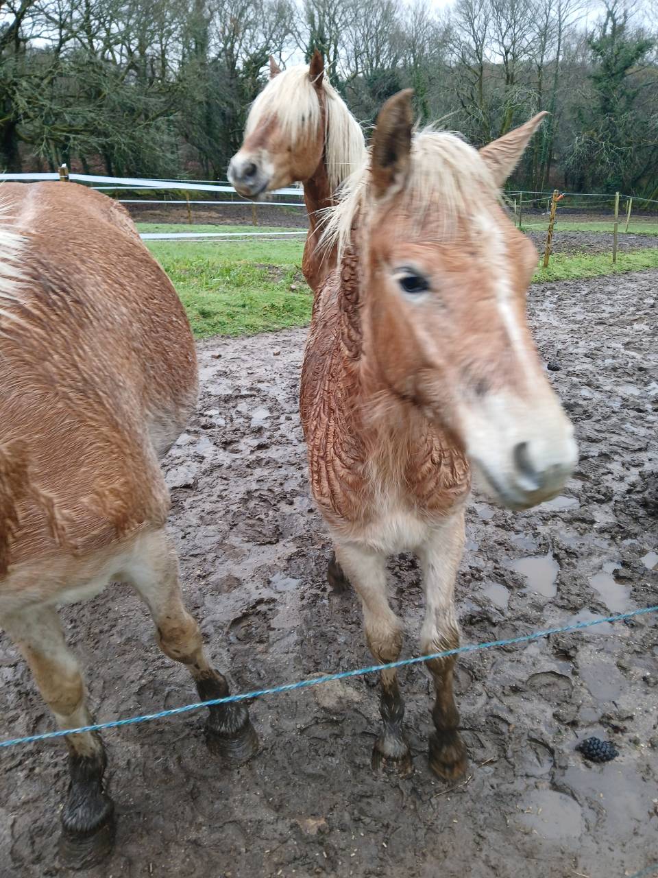 Veulen (ml) Haflinger Te koop 2025 Vos