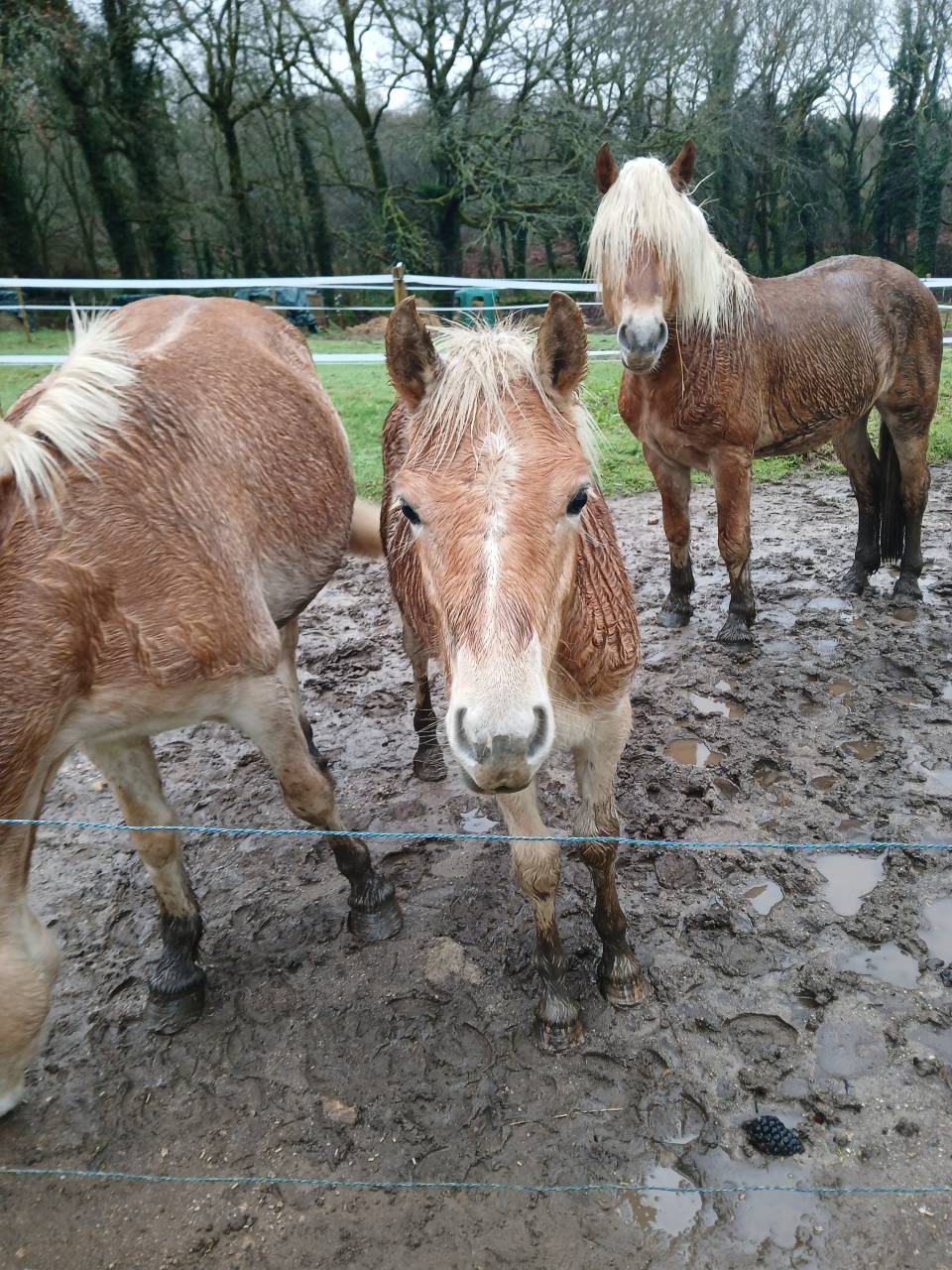 Veulen (ml) Haflinger Te koop 2025 Vos