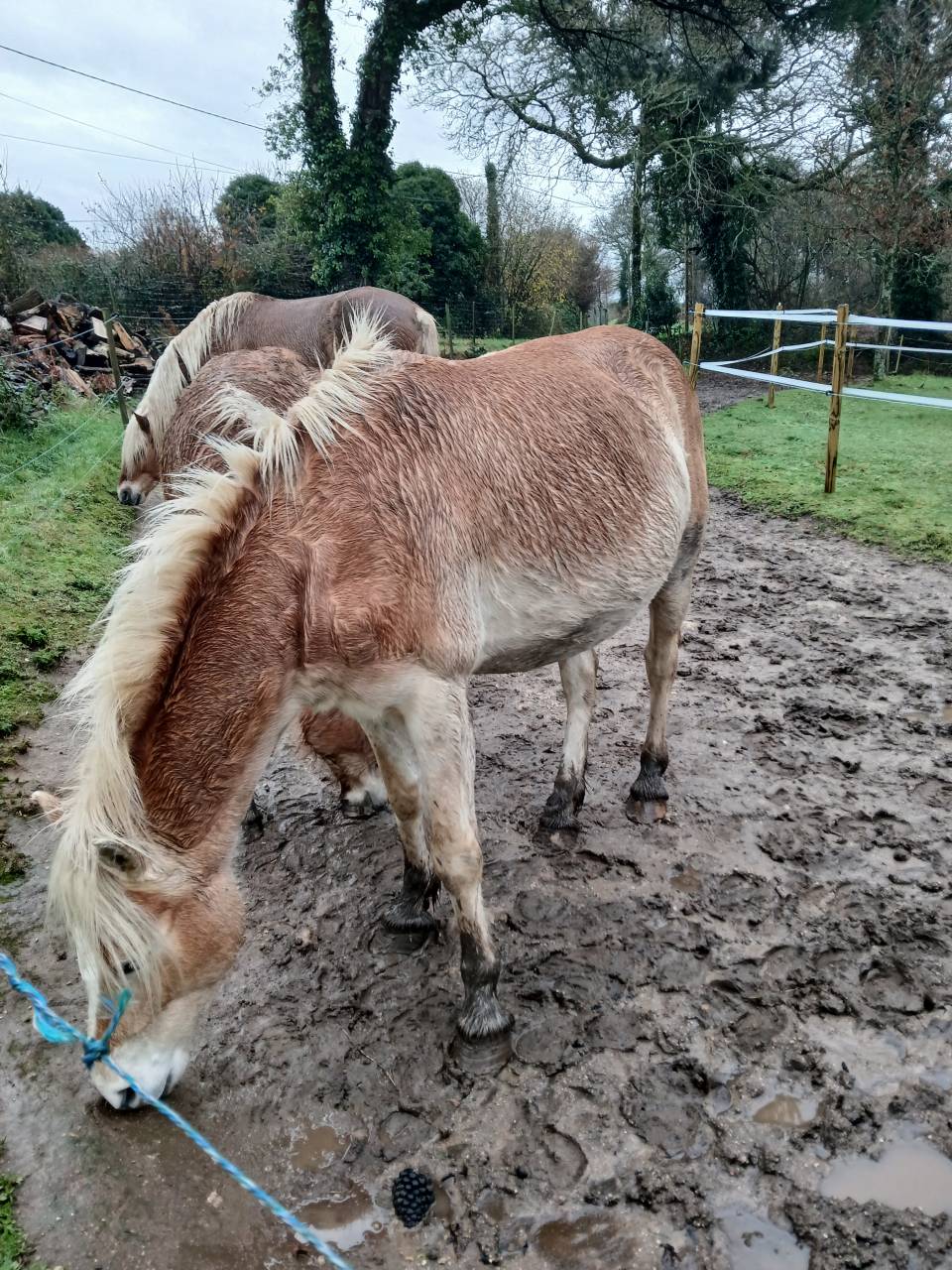 Merrie Haflinger Te koop 2020 Vos