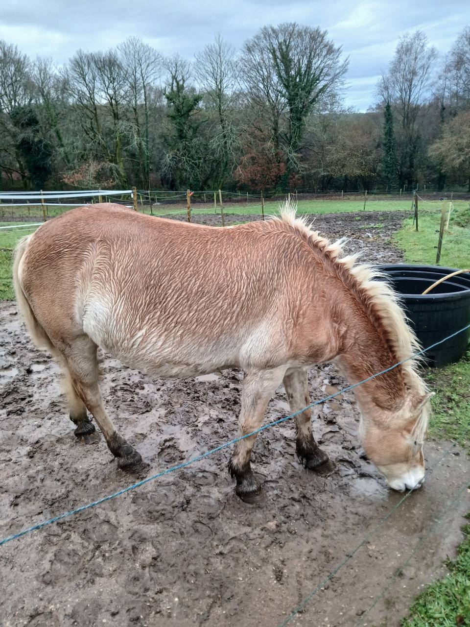 Merrie Haflinger Te koop 2020 Vos