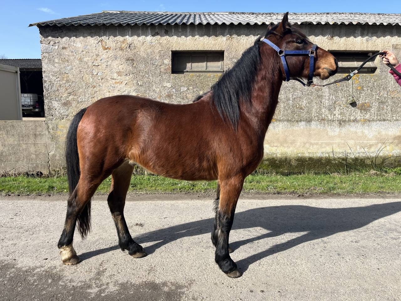 Ruin Franse rijpony PFS Te koop 2023 Donker bruin / bai ,  Crackboom des morlots