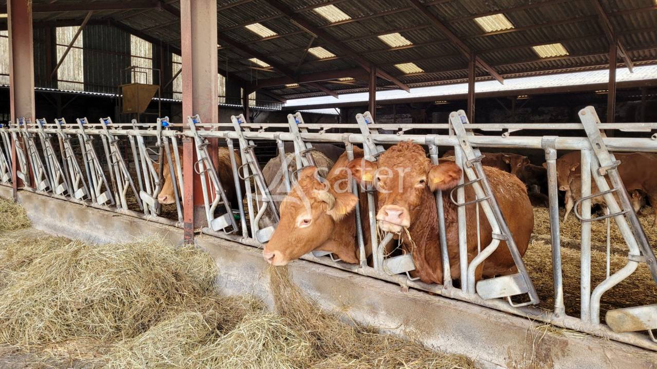 Schapen exploitatie Koop tarn