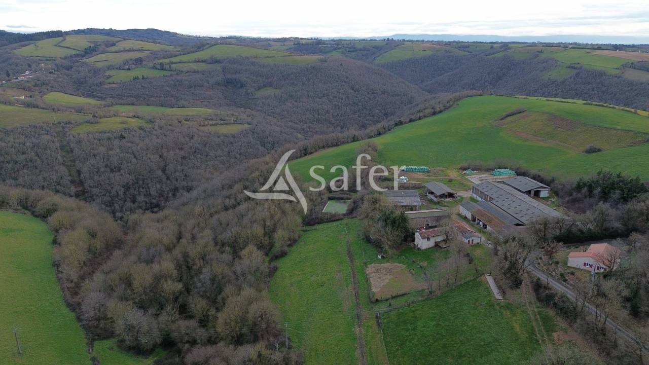 Schapen exploitatie Koop tarn