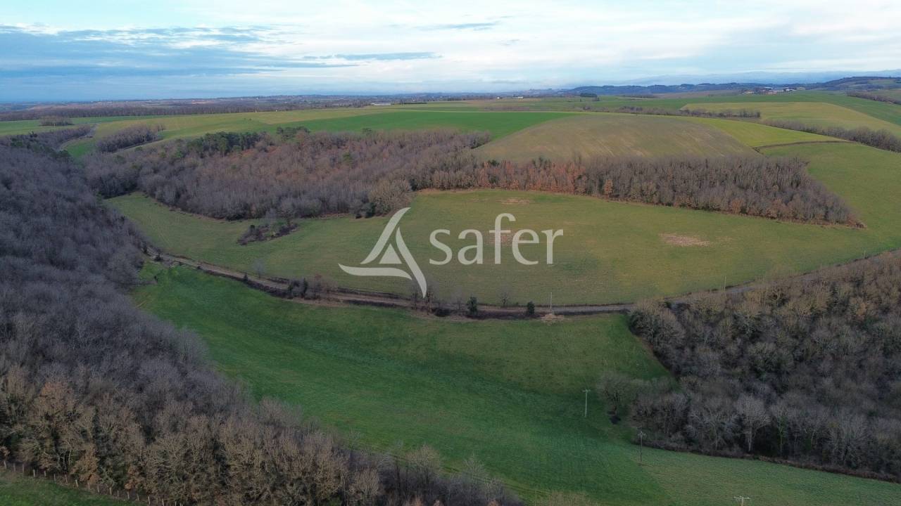 Schapen exploitatie Koop tarn