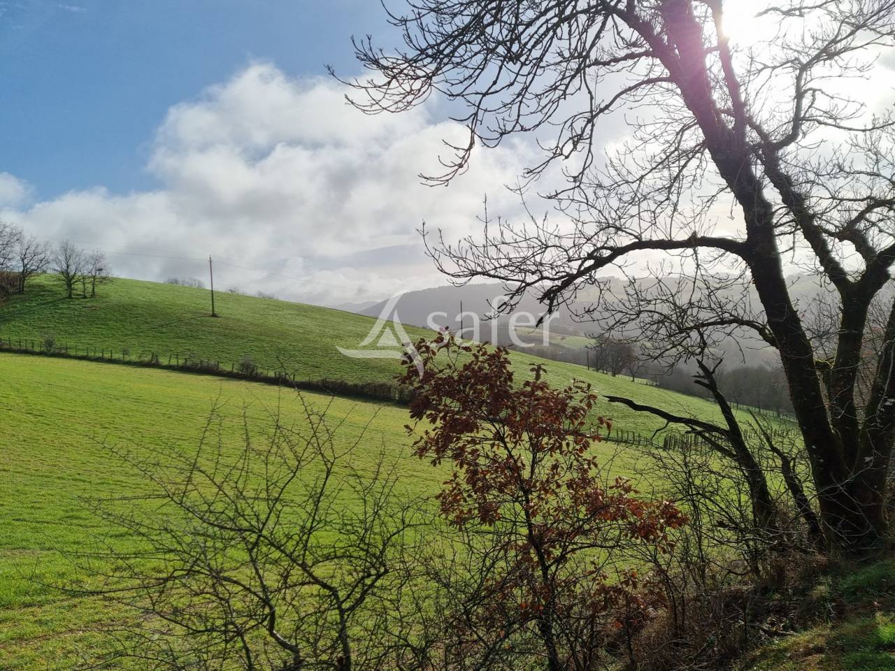 Schapen exploitatie Koop tarn