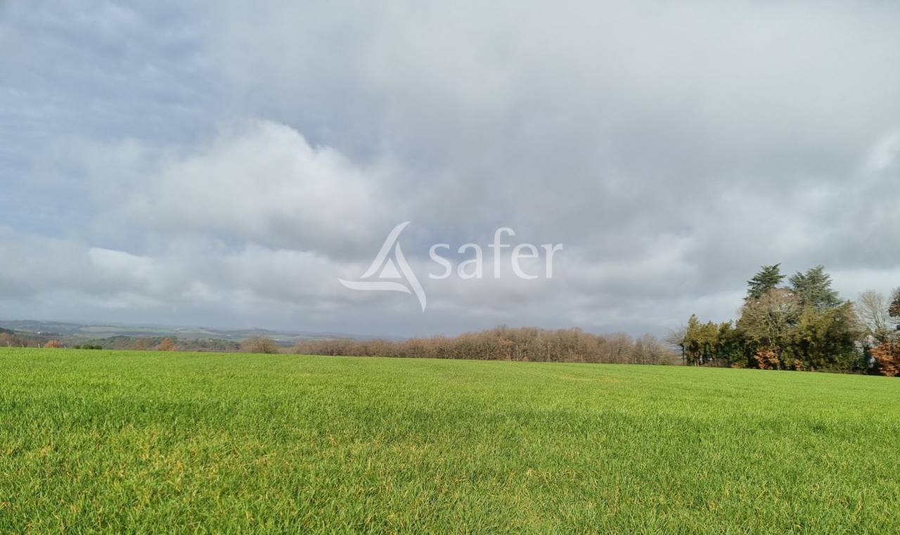 Schapen exploitatie Koop tarn