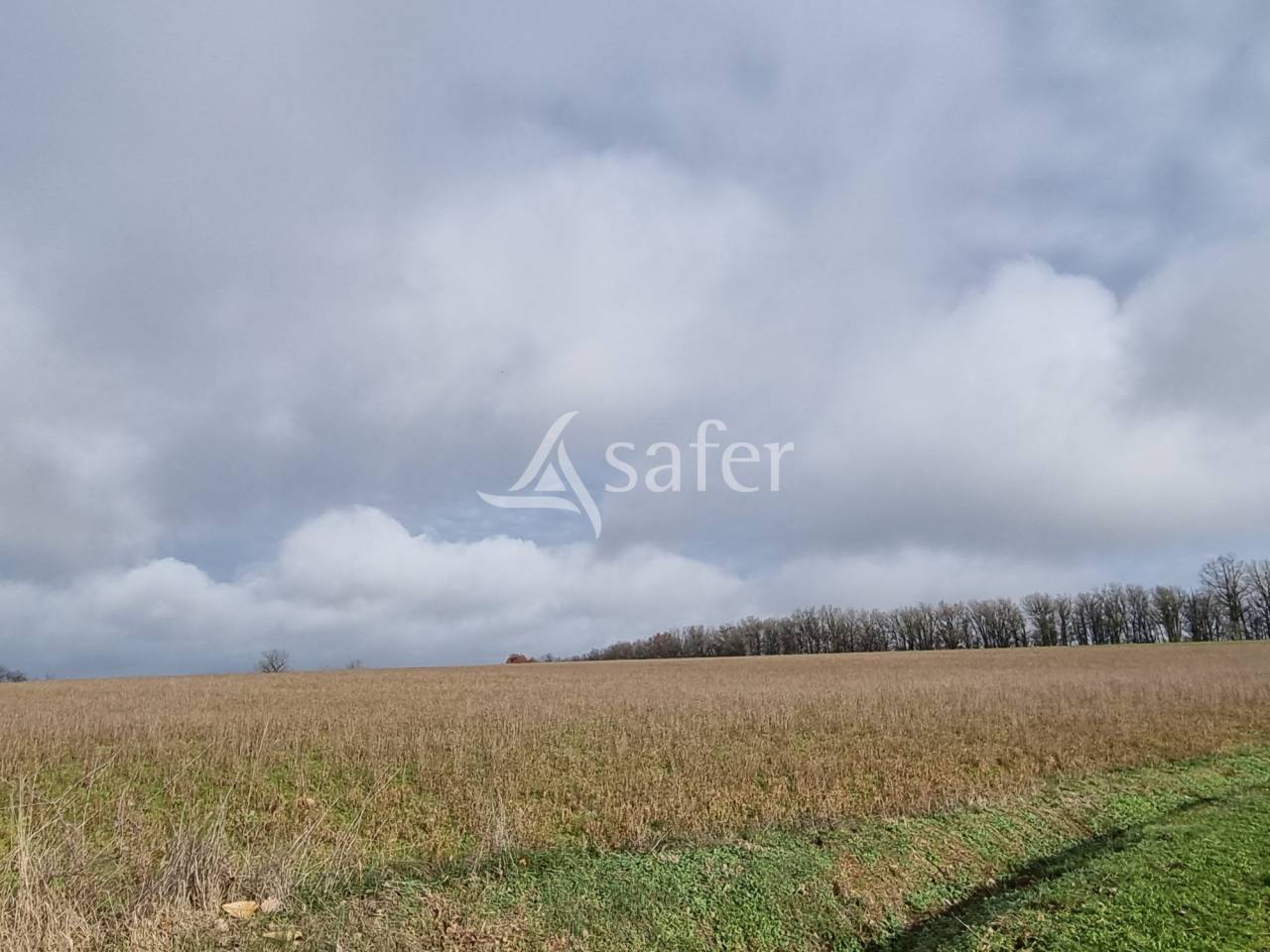 Schapen exploitatie Koop tarn