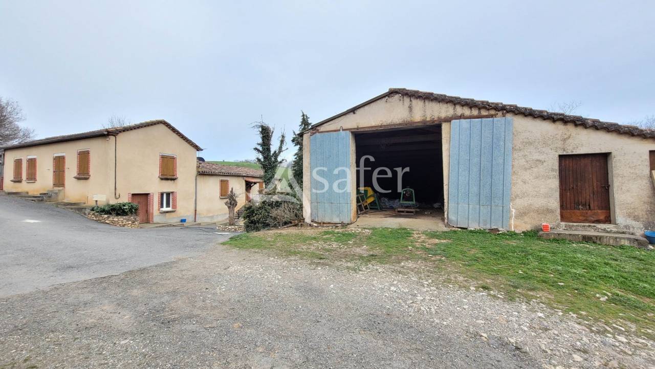 Schapen exploitatie Koop tarn