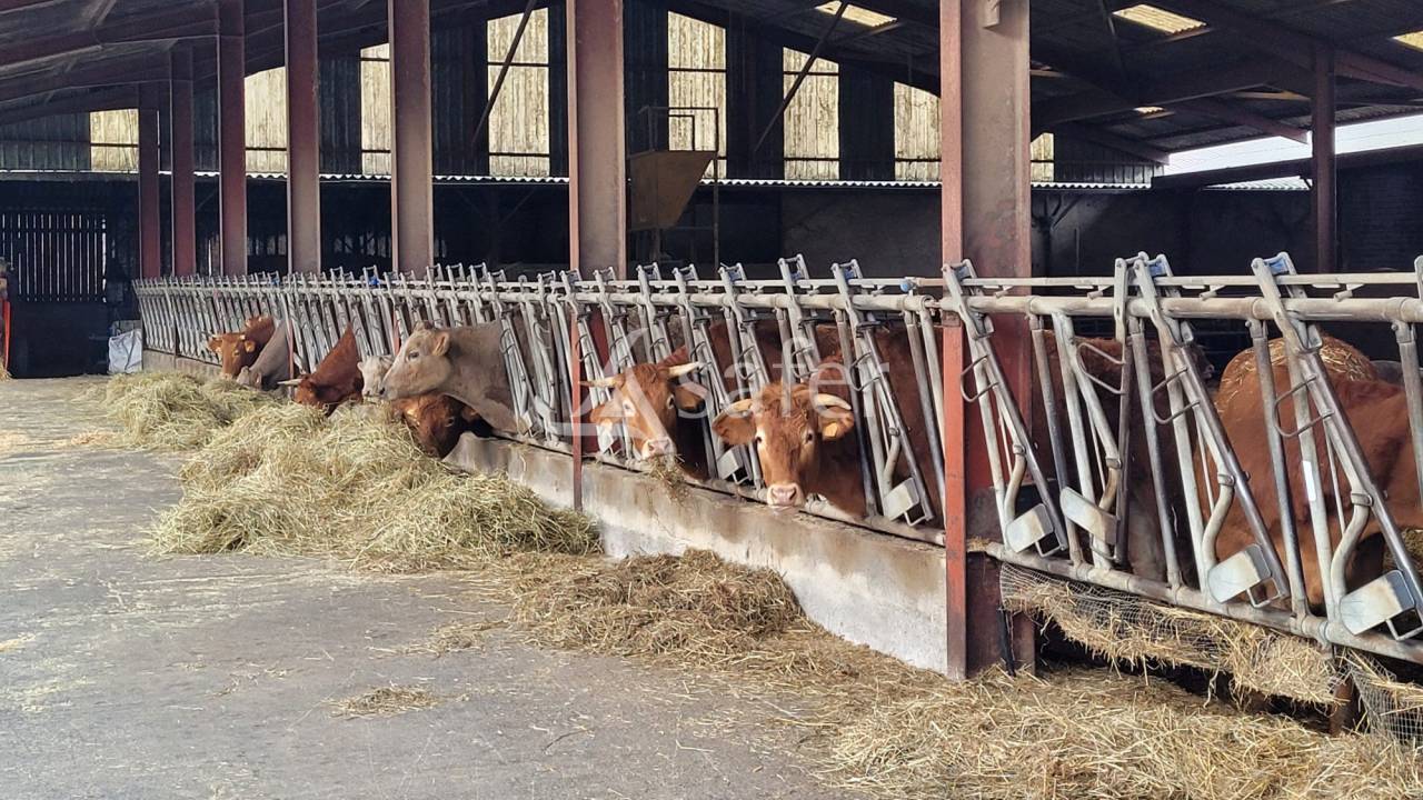 Schapen exploitatie Koop tarn