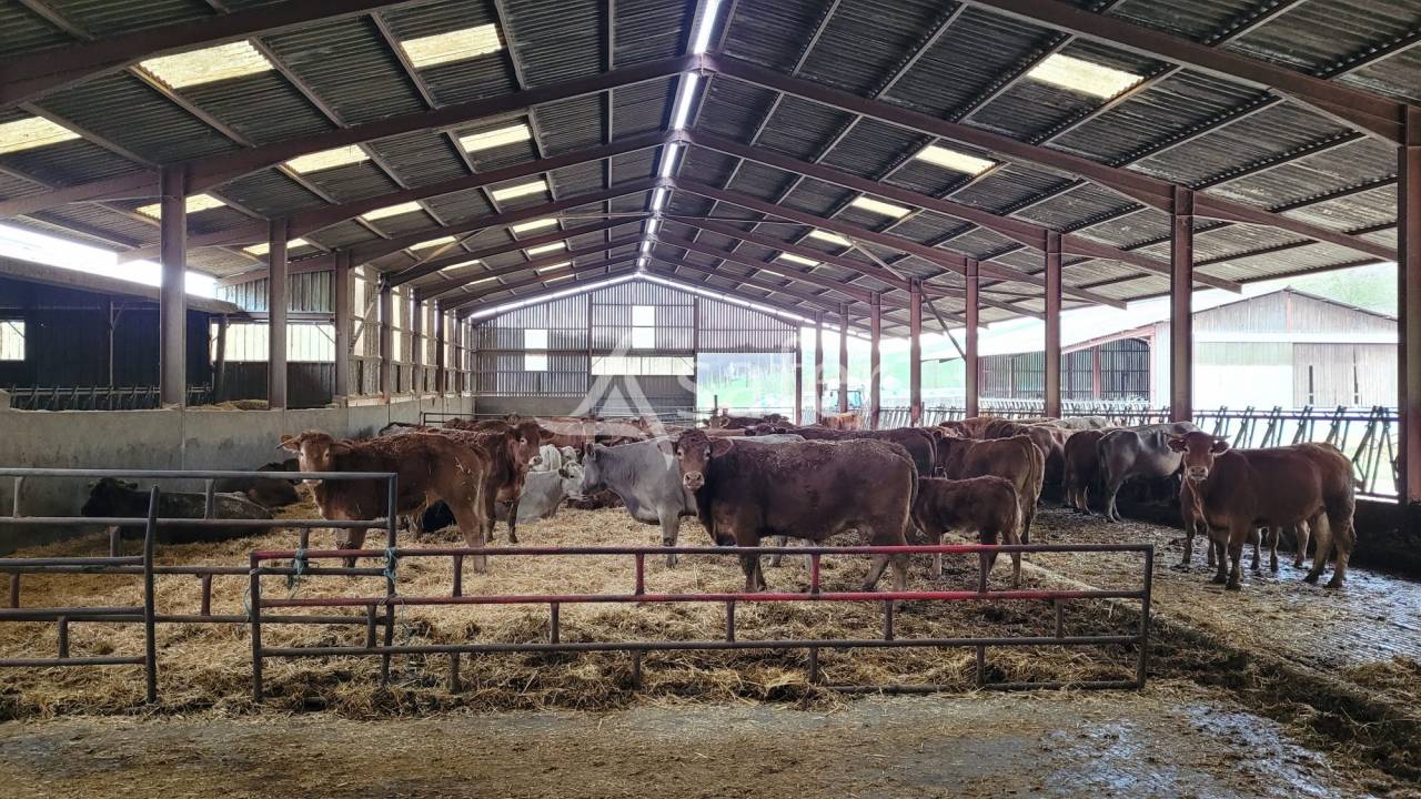 Schapen exploitatie Koop tarn