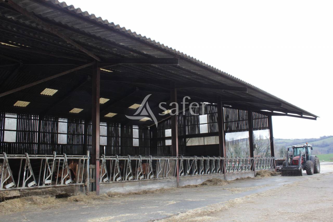 Schapen exploitatie Koop tarn