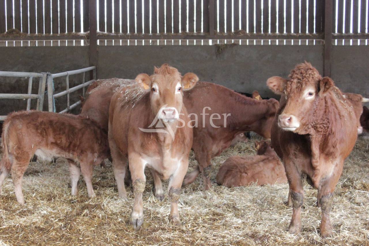 Schapen exploitatie Koop tarn