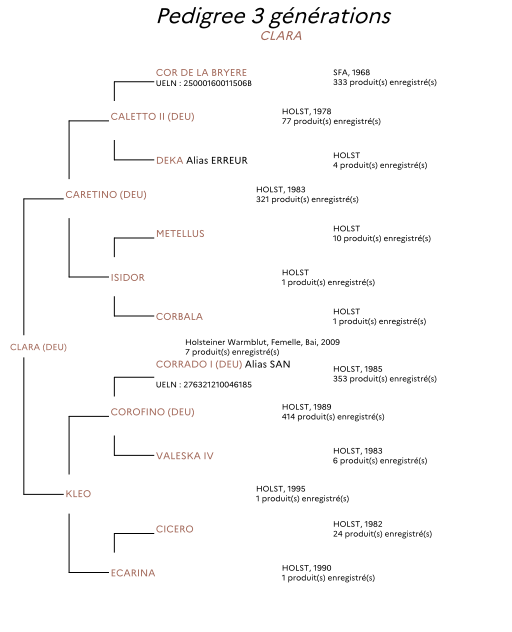 Draagmerrie Holsteiner Te koop 2009 Donker bruin / bai