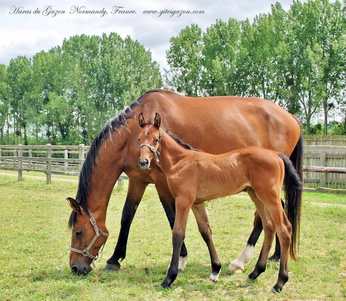 Draagmerrie Holsteiner Te koop 2009 Donker bruin / bai