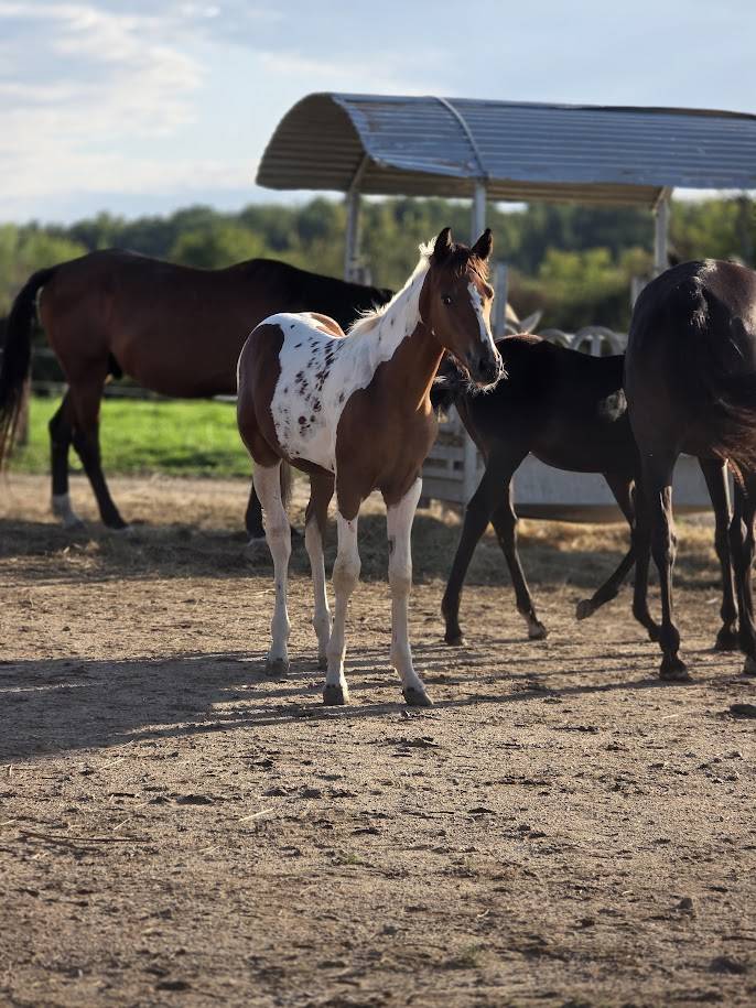 Veulen (ml) Bekend ras Te koop 2025 Paint