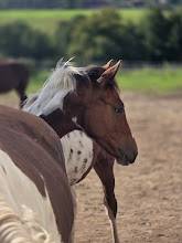 Veulen (ml) Bekend ras Te koop 2025 Paint