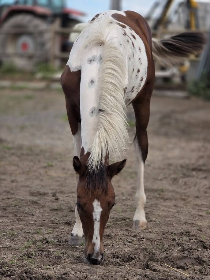 Veulen (ml) Bekend ras Te koop 2025 Paint