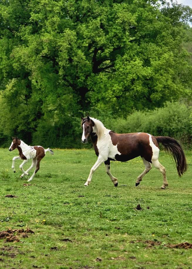 Veulen (ml) Bekend ras Te koop 2025 Paint