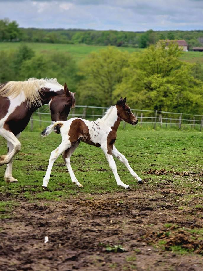 Veulen (ml) Bekend ras Te koop 2025 Paint