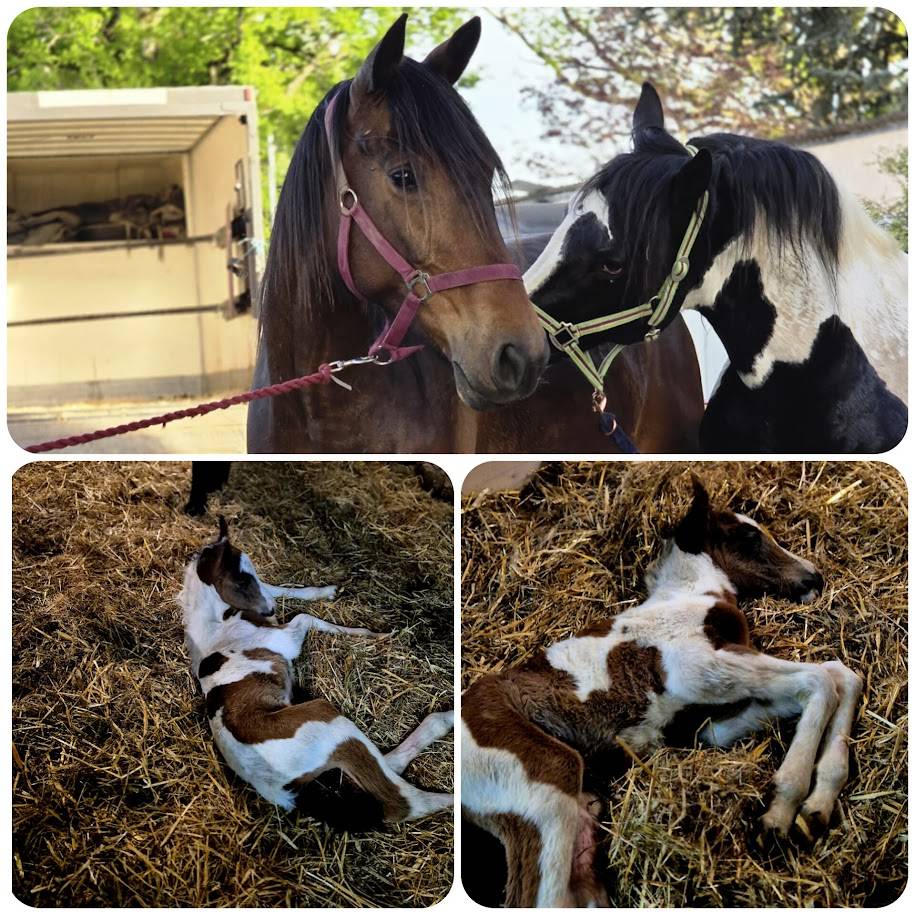 BLACK AND VHITEDEVAL - Bekend ras 2011