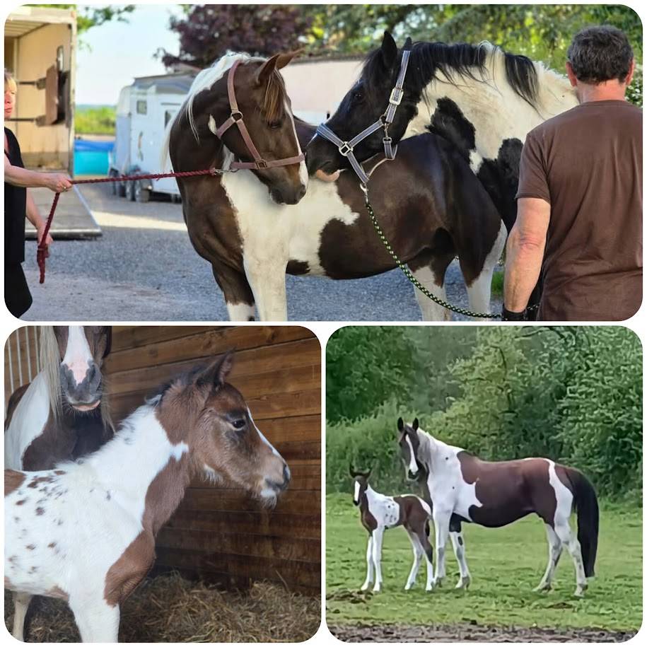 BLACK AND VHITEDEVAL - Bekend ras 2011