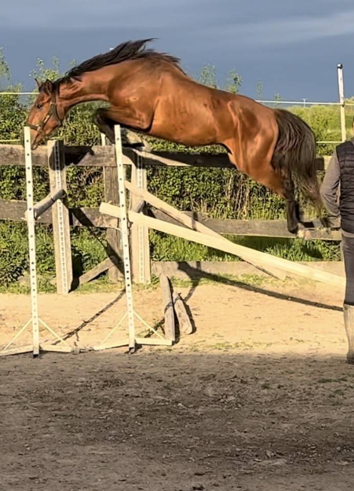 Hengst Selle Fran&ccedil;ais Te koop 2022 Donker bruin / bai