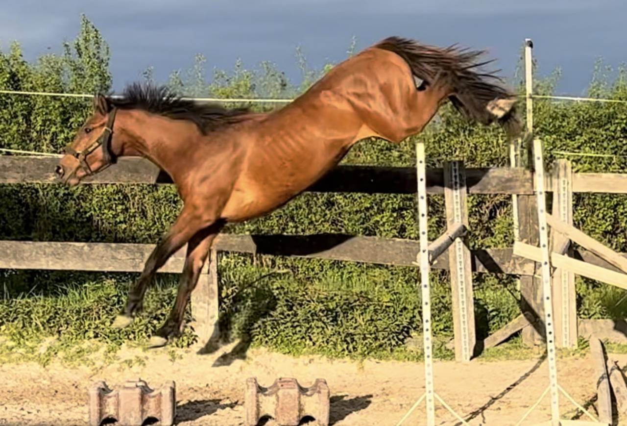 Hengst Selle Fran&ccedil;ais Te koop 2022 Donker bruin / bai