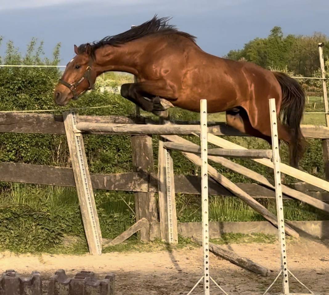 Hengst Selle Fran&ccedil;ais Te koop 2022 Donker bruin / bai